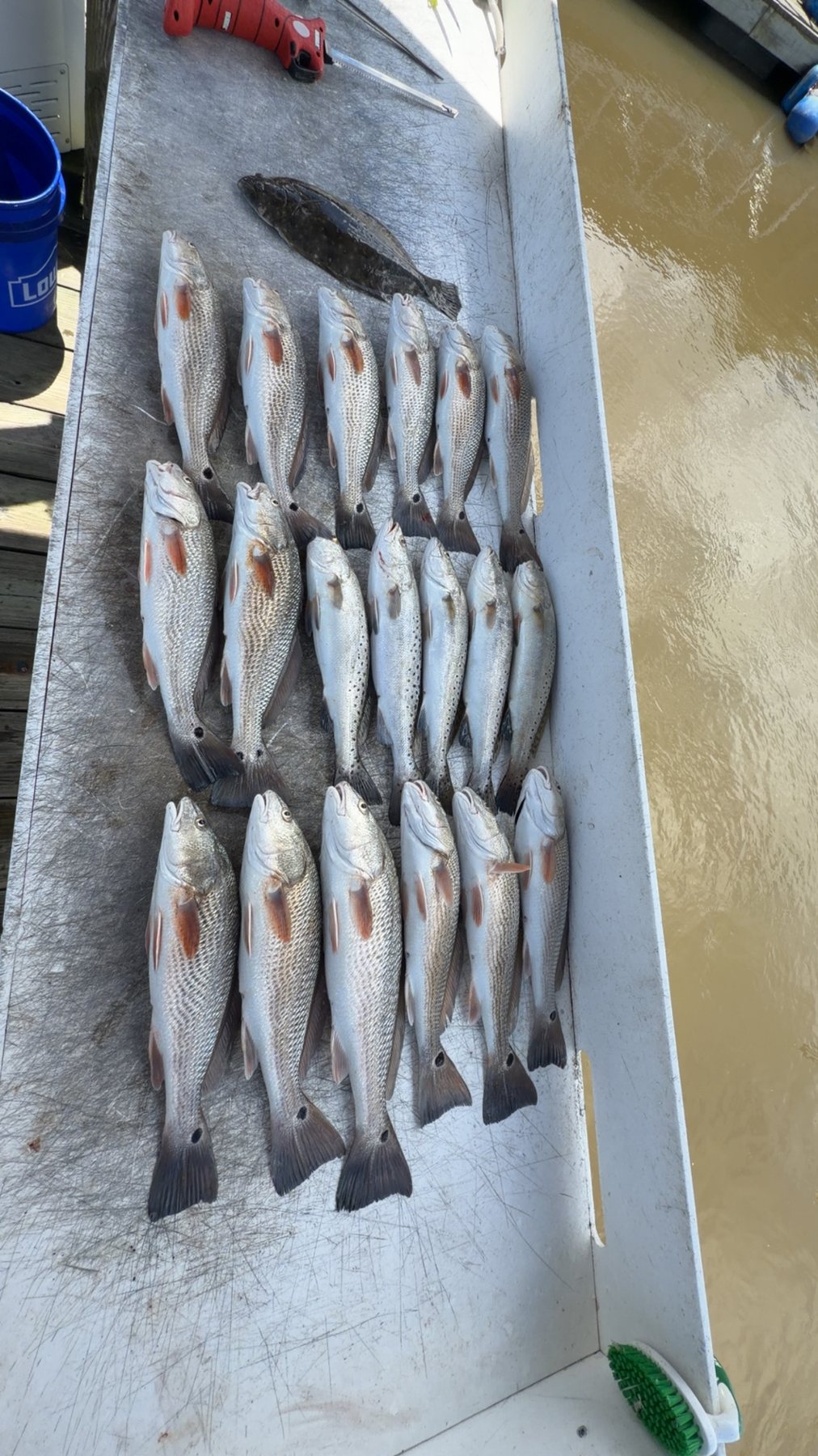 Redfish and trout catch laid out on a boat