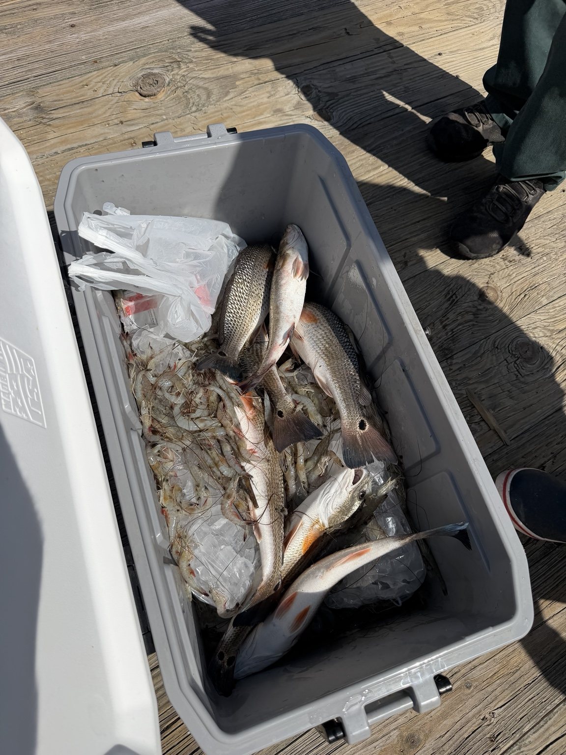 Cooler full of redfish, trout and shrimp